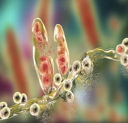 Antifungal